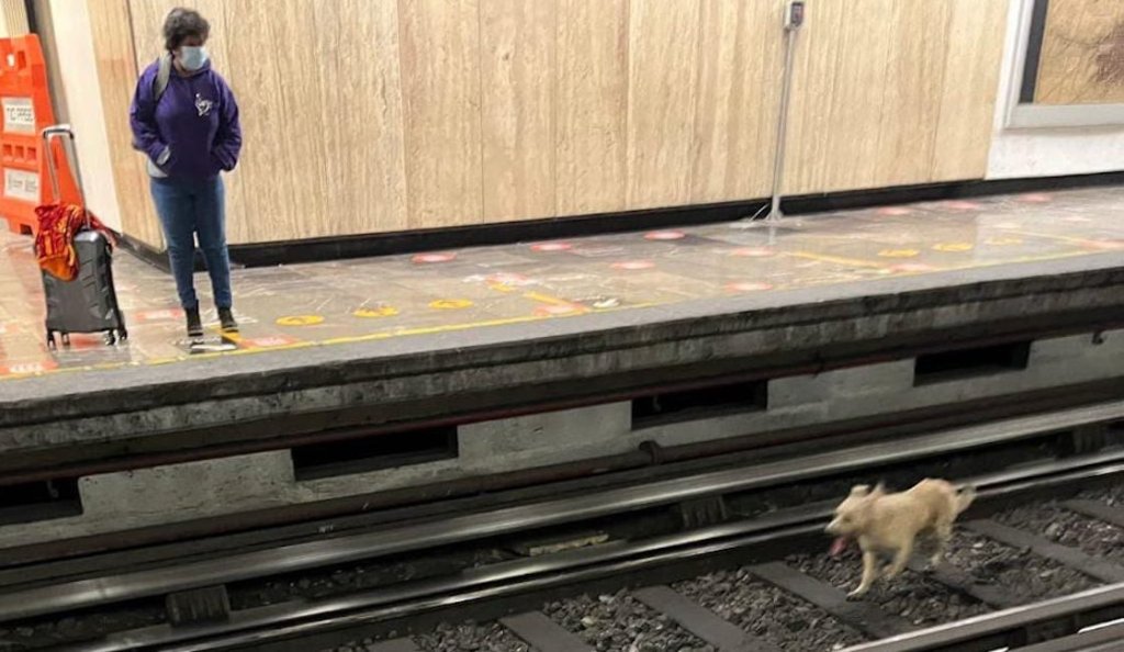 perrito-retraso-metro-linea-2