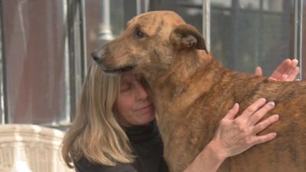 Familia se reencuentra con su perrito varios meses después de darlo por perdido