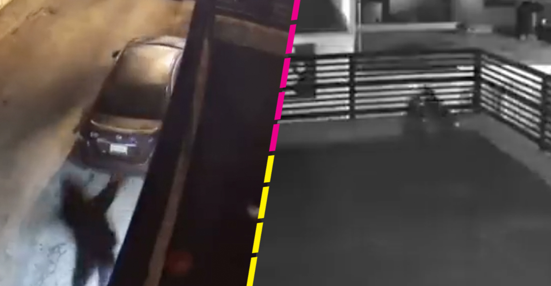 perritos-ladron-cayo-azotea-casa-saltillo