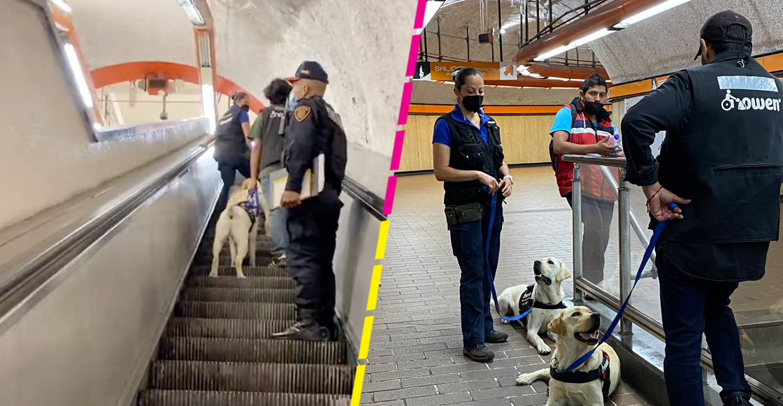 perros-asistencia-metro-cdmx