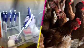 primer caso de influenza aviar AH5N1 detectado en el Edomex