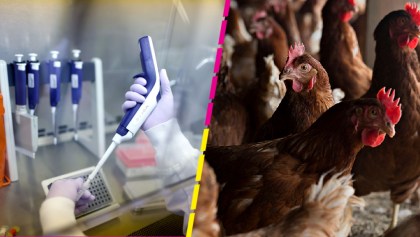 primer caso de influenza aviar AH5N1 detectado en el Edomex