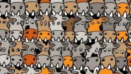 ¿Puedes encontrar al perro escondido entre las vacas en este reto visual?
