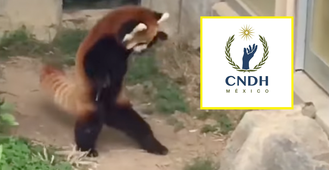 CNDH-panda-piedra-video-twitter-tuir-pierde-tiempo-rosario-mensaje-1