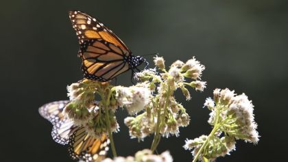 datos-mariposas-monarca-mexico