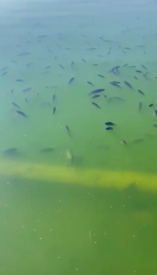 Reportan la muerte de decenas de peces en el lago de Chapultepec; explican las razones