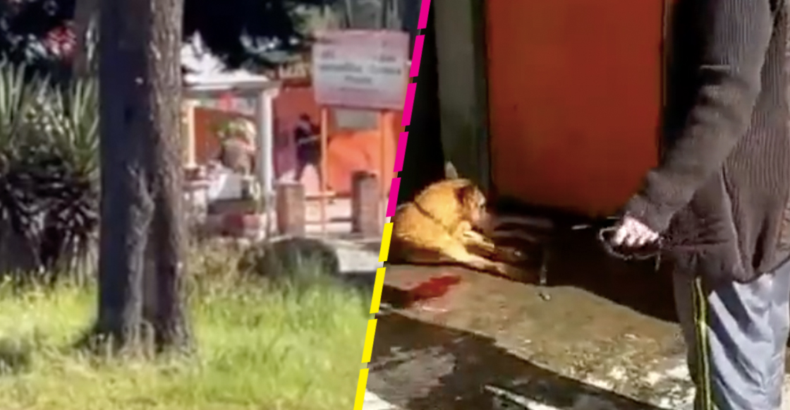 Dueños de restaurante golpean salvajemente a un perrito en el Ajusco
