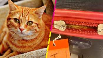 Michi polizón: Hallan a gatito atrapado dentro de maleta en un aeropuerto