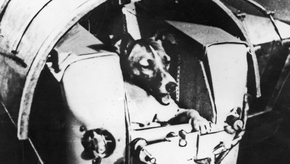 La triste historia de Laika, la perrita enviada al espacio por la URSS (a sabiendas que no regresaría)