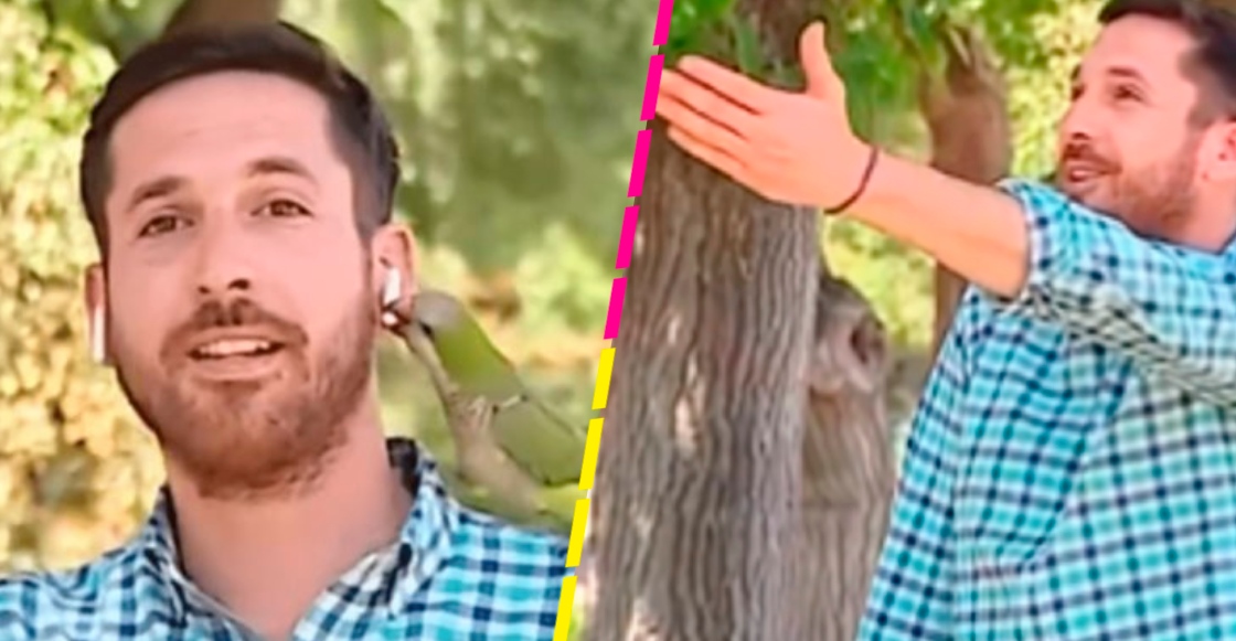 Ladrones con plumas tipo: Loro roba audífono a reportero durante transmisión en vivo