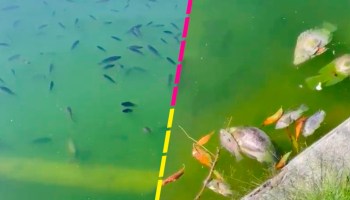 Reportan la muerte de cientos de peces en el Lago de Chapultepec; explican las razones