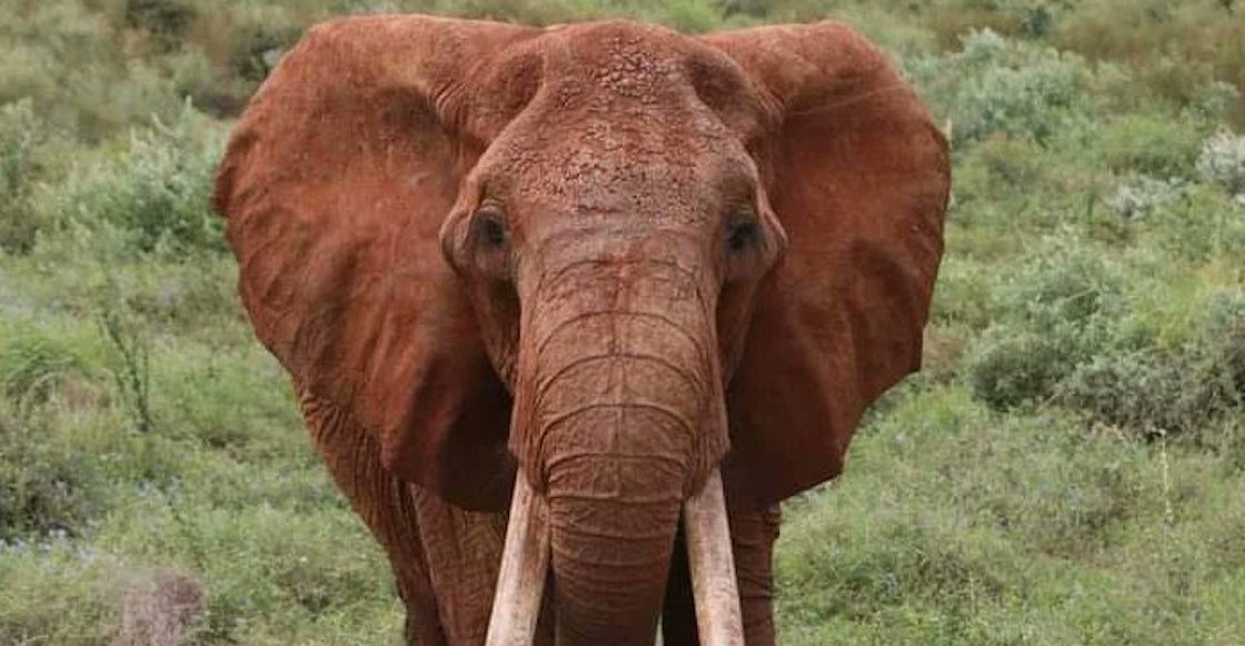 murio-dida-elefanta-colmillos-kenia