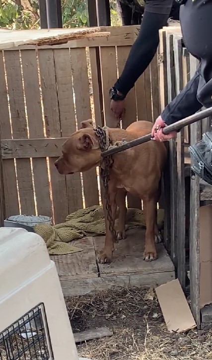 Rescatan a un perro encerrado con candado en una caja de madera