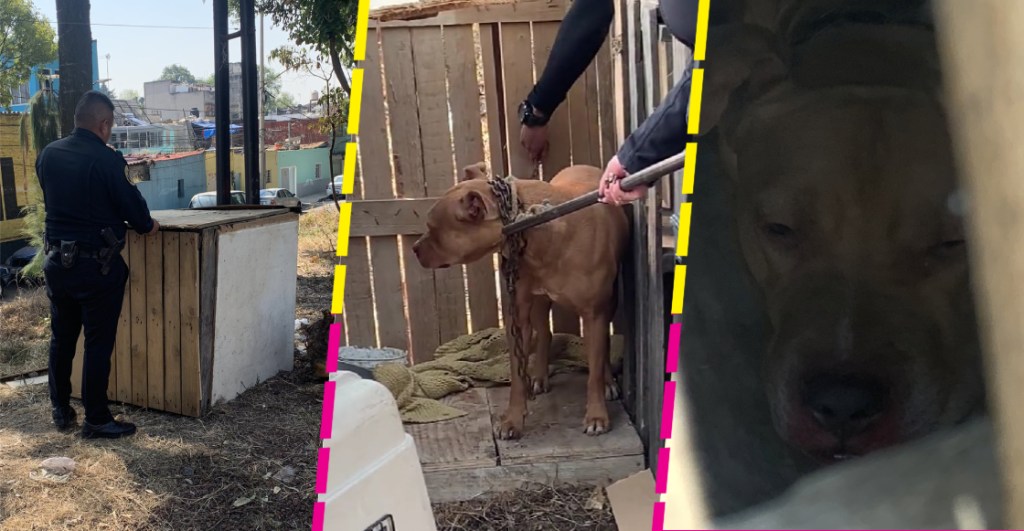 Rescatan a un perro encerrado con candado en una caja de madera