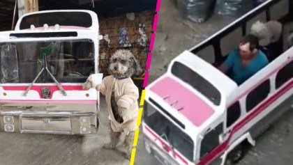 ¡El perrobús! Hombre diseña un autobús para pasear perritos