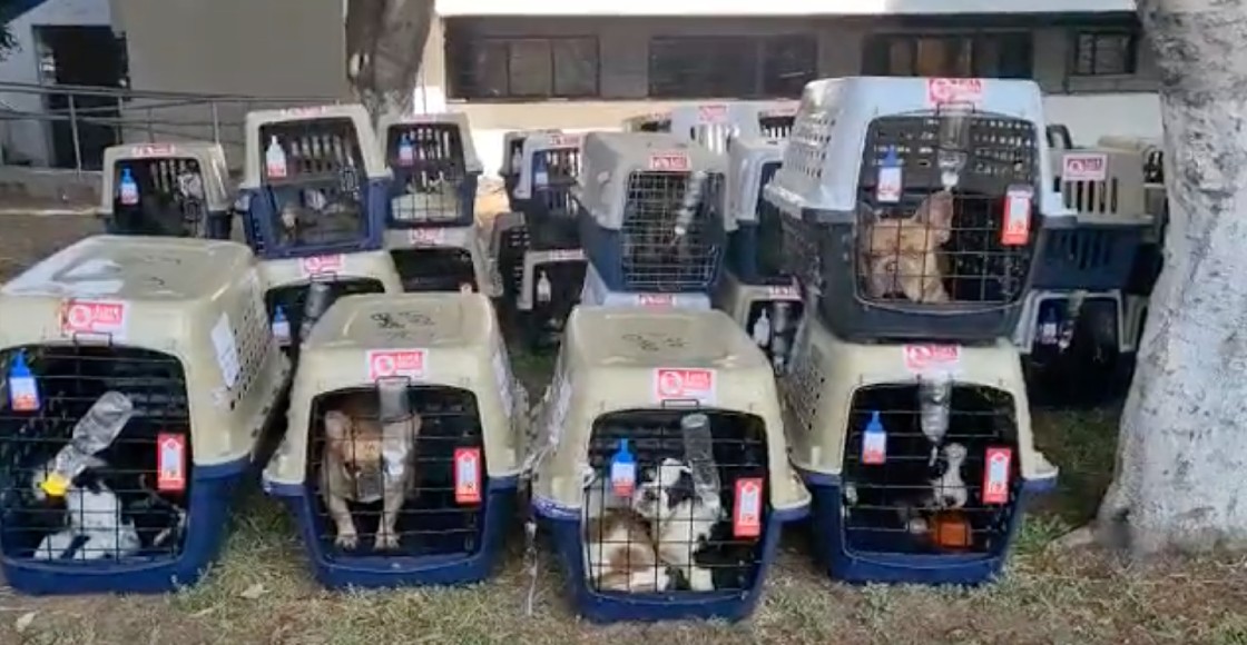 perros-secuestrados-cdmx