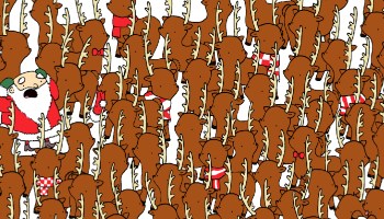 ¿Puedes encontrar al oso entre los venados en este reto visual?