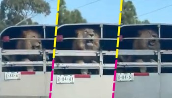 Trasladan a león sin la seguridad necesaria; Profepa investiga