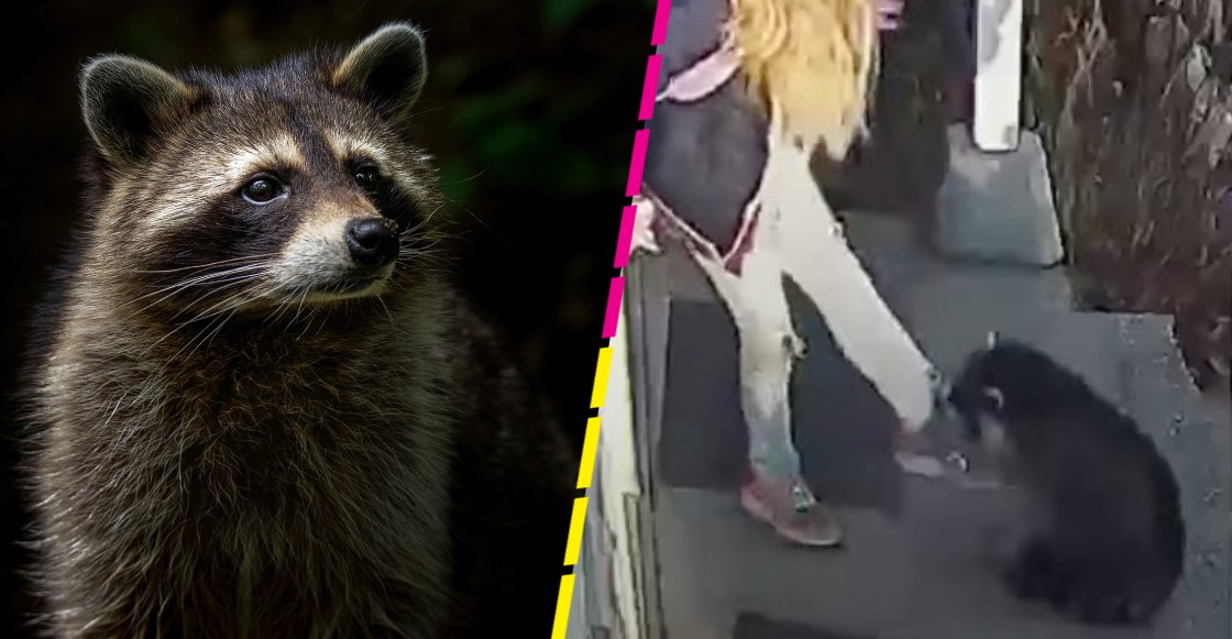 ¡Ouch! Niña es atacada por un mapache y así la rescató su mamá