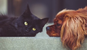 Un gato y un perro acostados