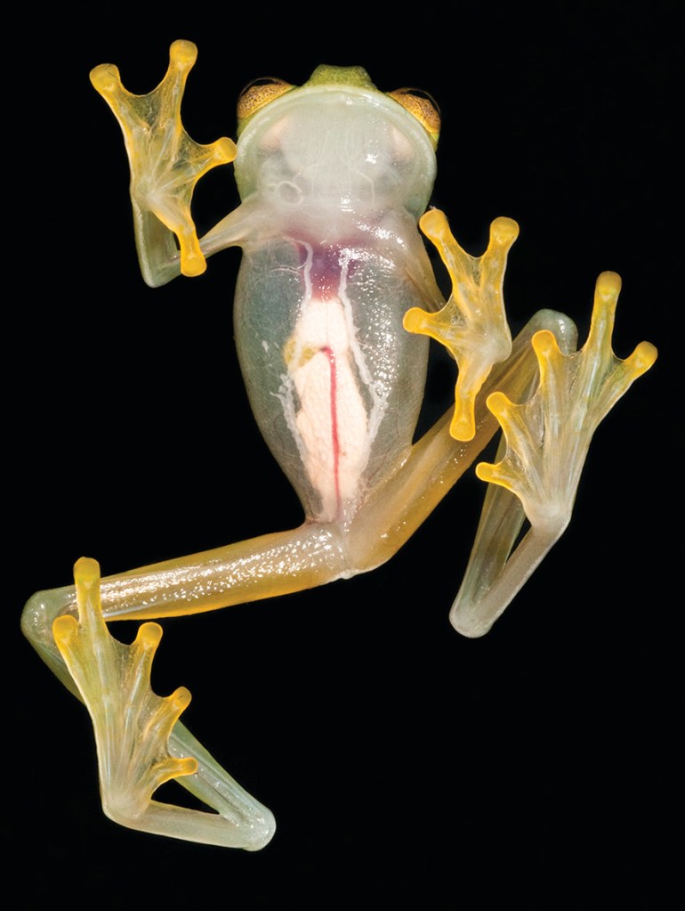 Así es como las ranas de cristal logran volverse transparentes
