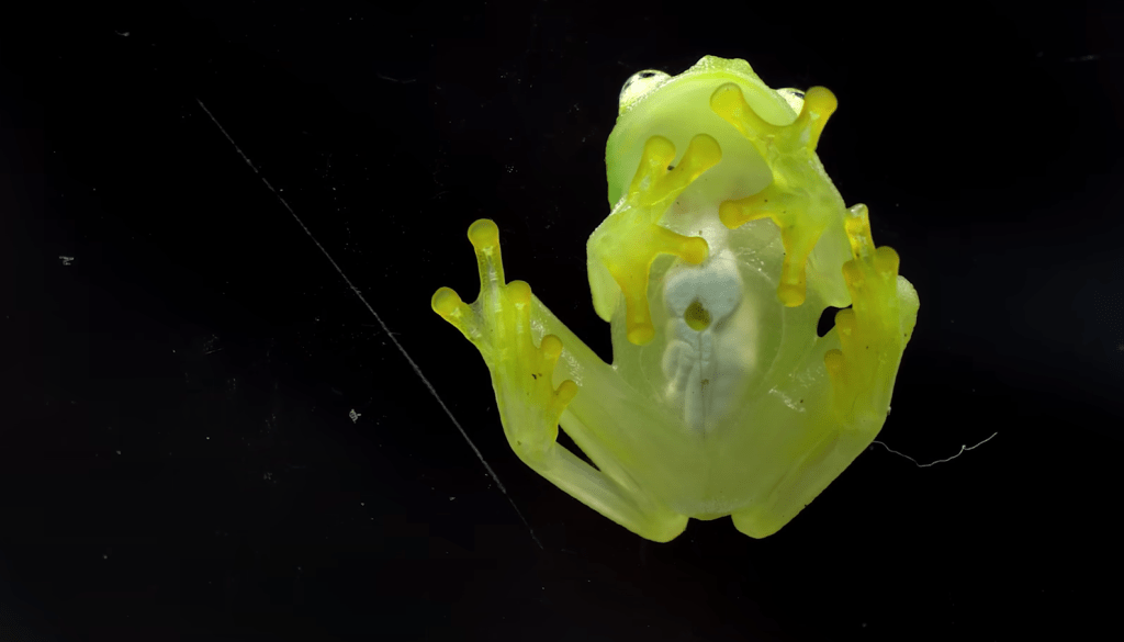 Así es como las ranas de cristal logran volverse transparentes