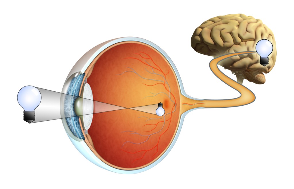 retina-ojo-vision