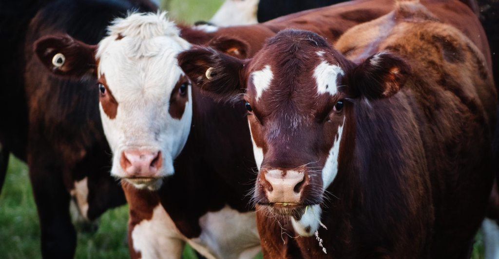 Vacas producen el 60 % de gases de efecto invernadero en el mundo.