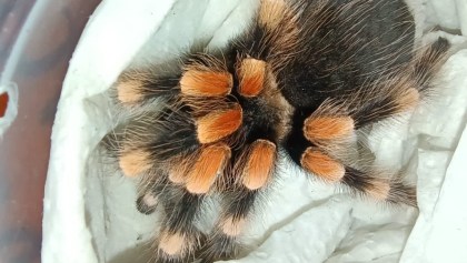 tarantula-mexico-hidalgo-paqueteria