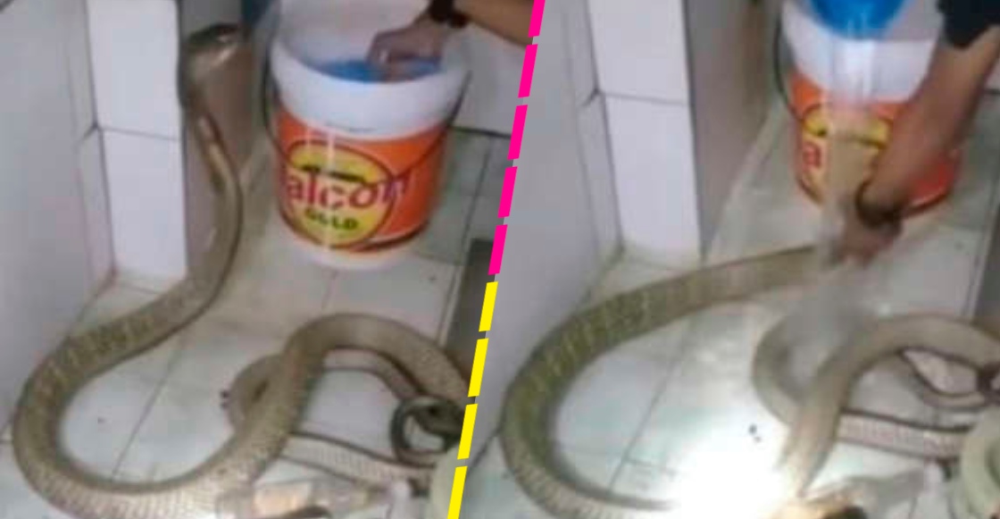 Casual: Joven se vuelve viral por bañar a su mascota serpiente