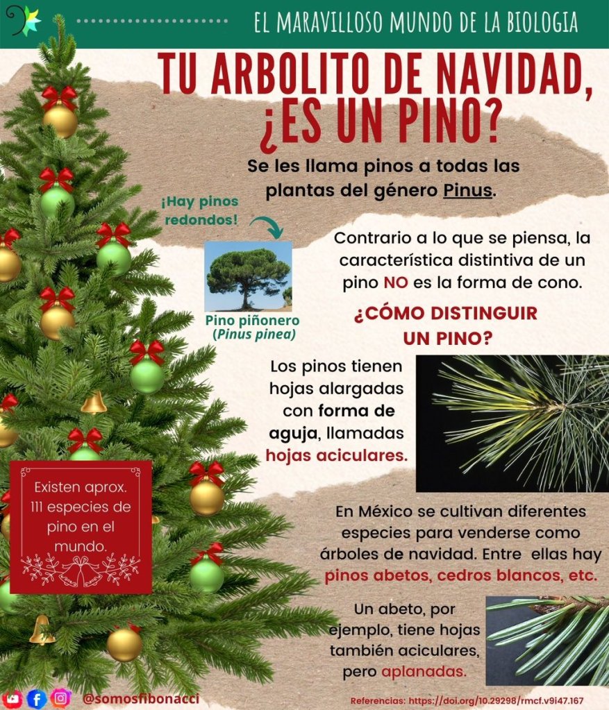 Árbol navideño: Tips para quitar tu árbol de la mejor manera