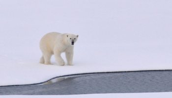 ataque-oso-polar-alaska-mueren-2-personas-pueblo-extrano-crisis-climatica