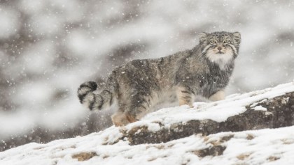 gato-everest-felino-pallas-descubren-especie-montana-2