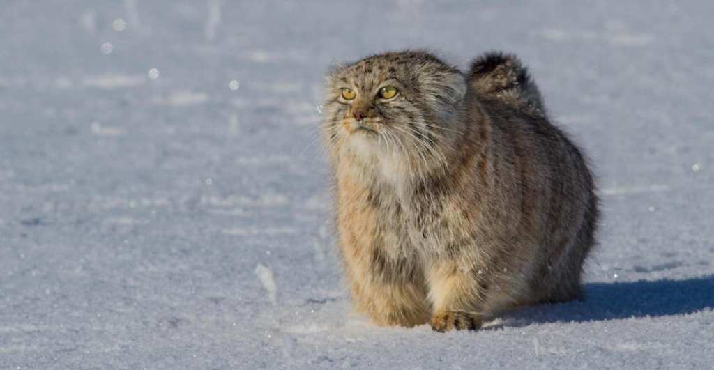 gato-everest-felino-pallas-descubren-especie-montana-3
