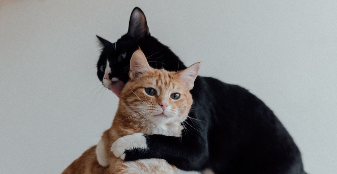 gatos-jugando-peleando-estudio-cientifico