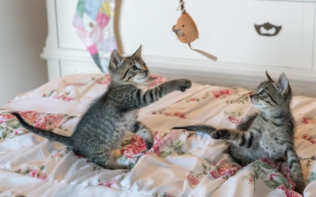 gatos-jugando-peleando-mininos