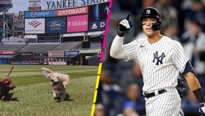 La historia del perrito que logró hacer que Aaron Judge regresara con Yankees