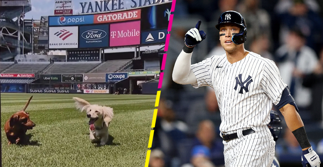 La historia del perrito que logró hacer que Aaron Judge regresara con Yankees