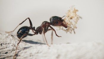 hormiga-olor-cancer-estudio-francia