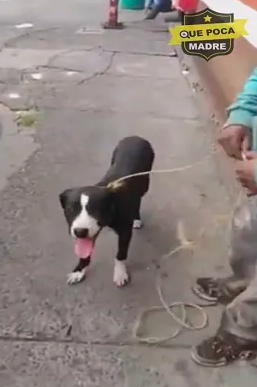 Mundo enfermo y triste: Captan en video cómo "tiran" a un perrito a la basura