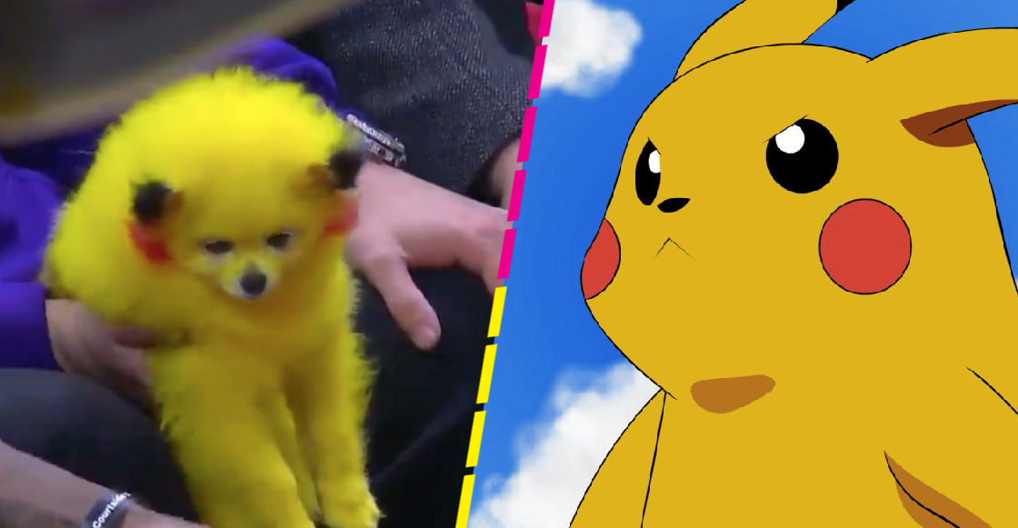 Hombre pinta a su perrito como Pikachu y ya le cayó la ley