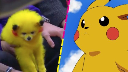 Hombre pinta a su perrito como Pikachu y ya le cayó la ley