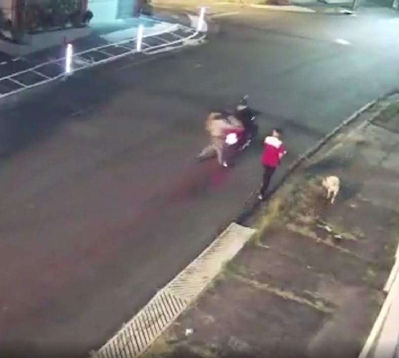 Perrito recibe disparo al salvar a su dueño de un asalto