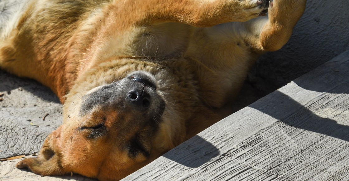 Un perro acostado en la calle