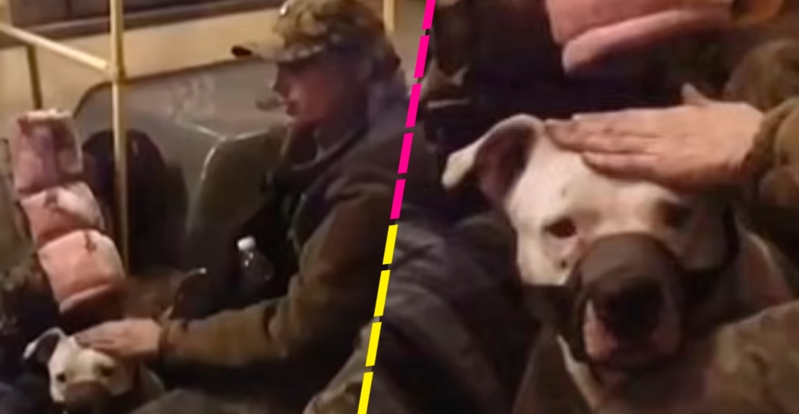 perro-rescatado-ucrania