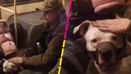 perro-rescatado-ucrania