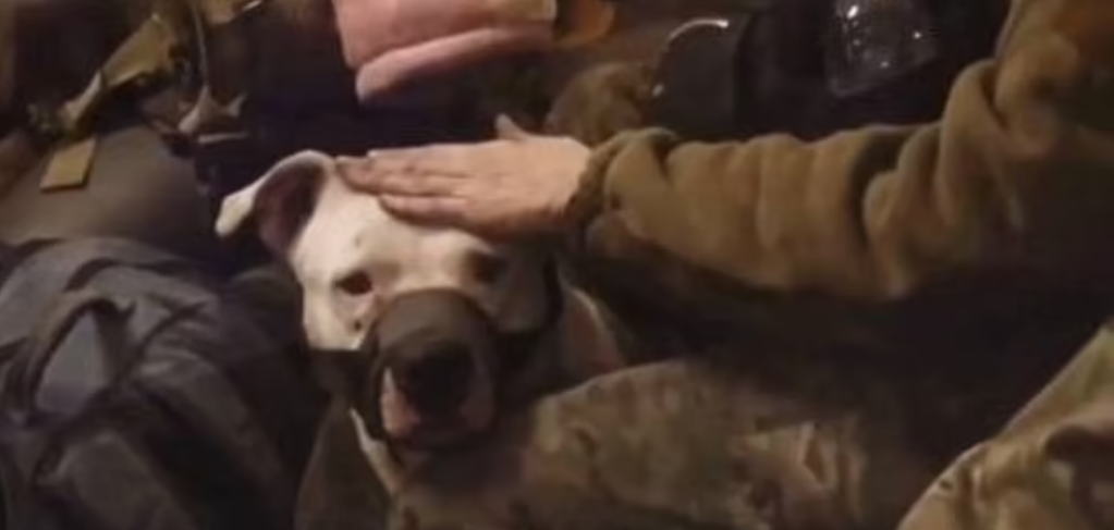 perro-robado-ucrania-rusia