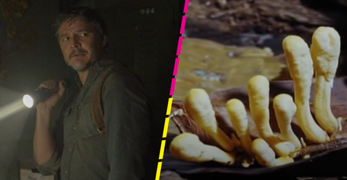 'The Last of Us': ¿Qué es el Cordyceps y cómo ataca en la vida real?