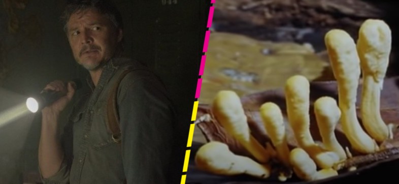 'The Last of Us': ¿Qué es el Cordyceps y cómo ataca en la vida real?