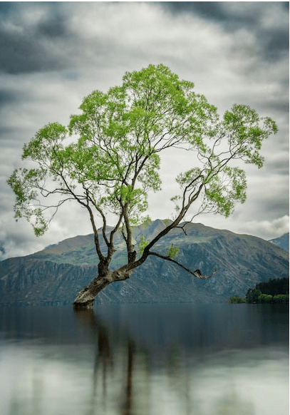 imagen de un árbol 